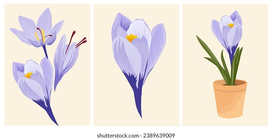 Saffron flower. Iranian food seasoning vector stock illustration. Stages of plant growth. crocus. An aphrodisiac for the dish. Isolated on a white background.