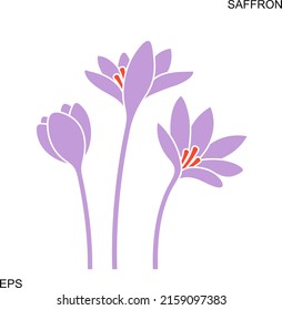 Saffron Flower. Isolated saffron on white background