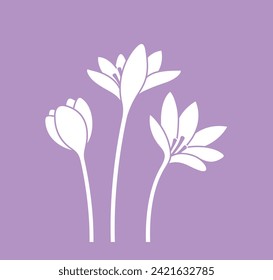 Saffron Flower. Isolated saffron on white background