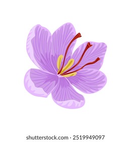 Flor de açafrão isolada sobre fundo branco. Ilustração de desenho animado vetorial. 