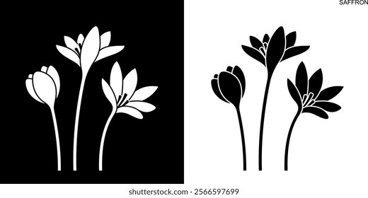 Saffron Flower. Isolated saffron on white background