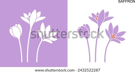 Saffron Flower. Isolated saffron on white background