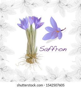 Saffron flower set in decorative frame. Vector isolated image.