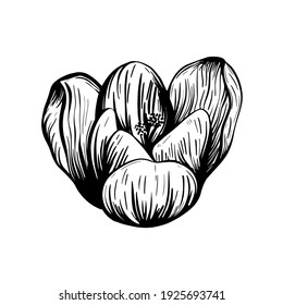 Saffron flower sketch. Crocus isolated on a white background. hand-drawn vector illustration