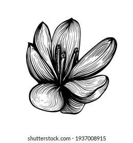 Esbozo de flores de azafrán. Crocus aislado en un fondo blanco. ilustración vectorial dibujada a mano