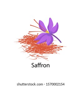 Saffron flower spice vector illustration in flat design isolated on white background. Saffron crocus vector illustration and Delicate saffron threads.