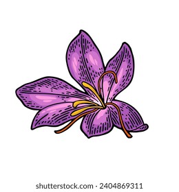 Saffron flower with stamens. Color engraving vintage vector illustration isolated on white background.