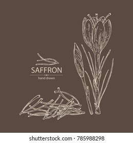 Saffron: flower and saffron stamens. Vector hand drawn illustration.