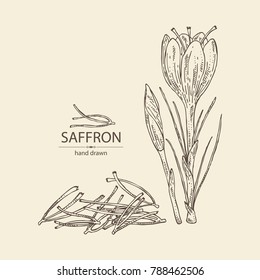 Saffron: flower and saffron stamens. Vector hand drawn illustration.