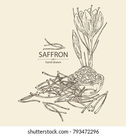 Saffron: flower and saffron stamens. Vector hand drawn illustration.