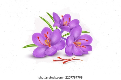 Saffron Flower with stamens vector illustration isolated on white background