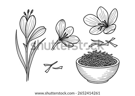 Saffron Flower and Threads Hand Drawn Illustration Spice Culinary Ingredient Art