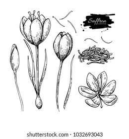 Saffron flower vector drawing. Hand drawn herb and food spice. Engraved vintage flavor. Crocus botanical sketch. Great for packaging design, label, icon. 