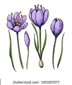 Saffron flower vector drawing. Hand drawn herb and food spice. Natural flavor. Crocus botanical sketch. Great for packaging design, label, icon.