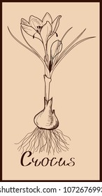 Saffron flower vector drawing. Hand drawn herb and food spice. Engraved vintage flavor. Crocus botanical sketch. Great for packaging design, label, icon. 