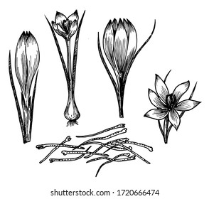 Saffron flower vector drawing. Saffron: flower and saffron stamens. Hand drawn herb and food spice. Engraved vintage flavor. Great for packaging design, label, icon. 