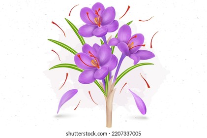 Saffron flower vector illustration with saffron stamens