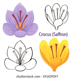 saffron flowers. contours of flowers on a white background.