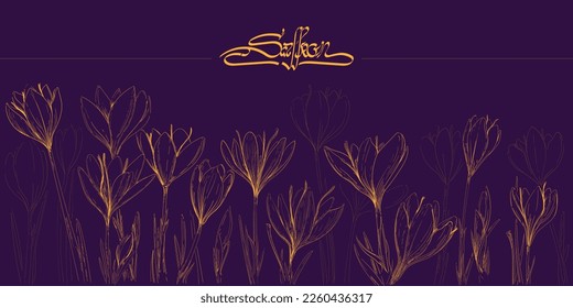 Saffron flowers. Crocus or saffron flower.  Vector hand drawing wildflower for background. Vector illustration in hand draw. Saffron illustration