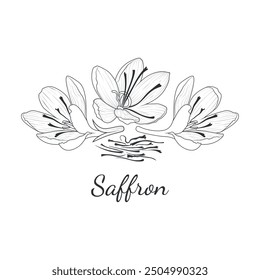 Saffron flowers, crocus, leaves. Spices and herbs. Vector illustration. Elements in graphic style: label, sticker, menu, packaging. Illustration in doodle style.
