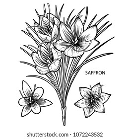 Saffron flowers. Graphic illustration isolated on white background. Coloring book page for adults and kids