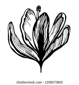 saffron flowers illustration. vector