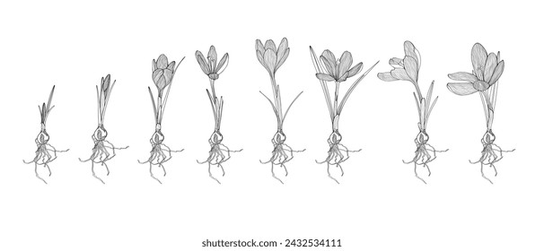 Saffron graphic flower black white isolated sketch. Crocus germination from corm bulb to sprouts to flower. Set illustration with flowers bulbs. Life cycle phases evolution.