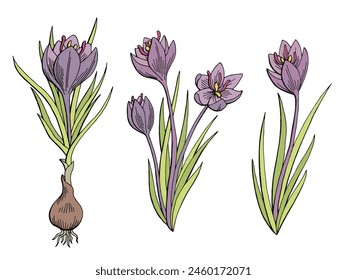 Saffron graphic flower color isolated sketch illustration vector