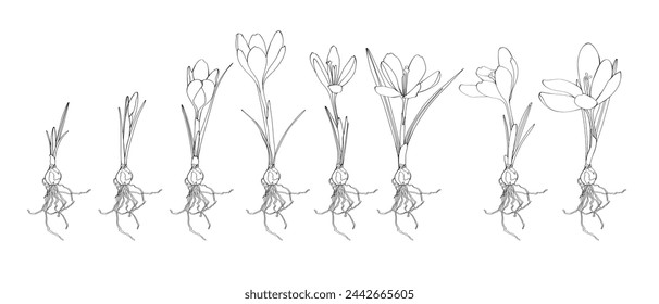 Flor gráfica de azafrán, conjunto grande de ilustración simple. Germinación de cruz desde bulbo de cormo a brotes a flor. Ilustración de conjunto con bulbos de flores. Ciclo de vida en fases de evolución.