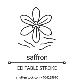 Saffron linear icon. Thin line illustration. Crocus. Contour symbol. Vector isolated outline drawing. Editable stroke