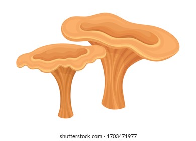 Saffron Milk Cap Forest Mushroom or Toadstool with Stem and Cap Isolated on White Background Vector Illustration