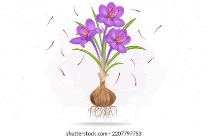 Saffron Plant with Plant Roots vector illustration and stamens