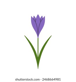 Saffron. Purple crocus. Spring flower with leaves. Flat vector illustration isolated on white background.