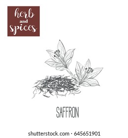 Saffron skech herbs and spices vector illustration. hand drawing saffron