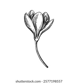 Saffron sketch. Crocus wildflower illustration. Vector spice plant drawing. Hand-drawn spring design element. NOT AI generated