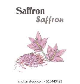 Saffron spice. Crocus flower. Skech Saffron vector illustration.