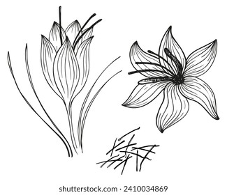 Saffron spice flower plant stigmas sketch hand drawn ink vector illustration. Fragrant oriental spice for cooking baking graphic Сrocus background for label, flyer, print, paper, template, logo, card