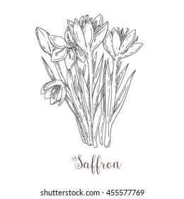 Saffron spice, natural flower herb saffron, kitchen herbs and spice. Vintage style. 