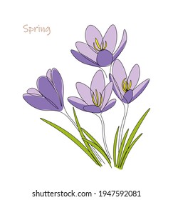 Saffron. Spring flowers line. Vector illustration for web pages, websites, backgrounds, print.