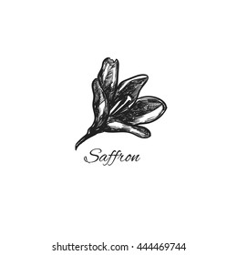 Saffron. Vector Hand Drawn Illustration