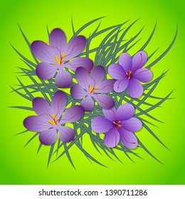 Saffron,Crocus sativus purple flowers. Vector illustration