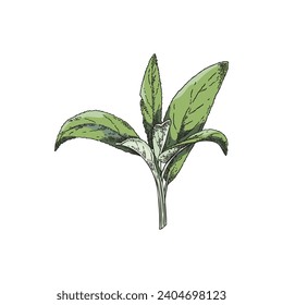 Sage branch with green leaves hand drawn sketch style vector illustration isolated on white background. Sage aromatic herb plant leaves for food and cosmetics.