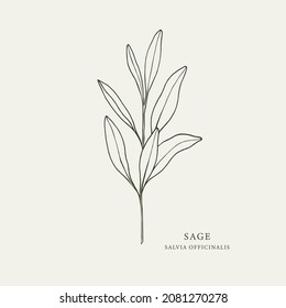 Sage branch hand drawn illustration