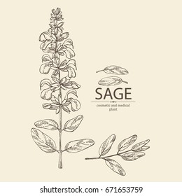 Sage: branch of sage, leaves and flowers of sage. Cosmetic, perfumery and medical plant. Vector hand drawn illustration.