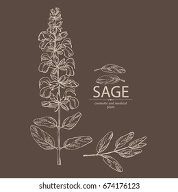 Sage: branch of sage, leaves and flowers of sage. Cosmetic, perfumery and medical plant. Vector hand drawn illustration.
