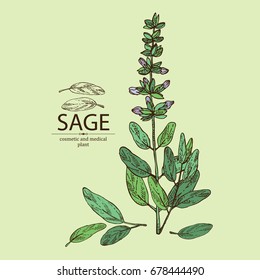 Sage, branch of sage, leaves and flowers of sage. Cosmetic, perfumery and medical plant. Vector hand drawn illustration