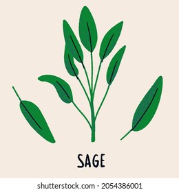 Sage branch and leaves. Herb isolated vector illustration in hand drawn flat style. Food magazine illustration