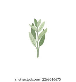Sage. Sage branch and leaves.
 Vector illustration isolated on white background. For template label, packing, web, menu, logo, textile, icon