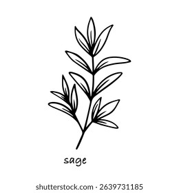 Sage branch vector hand drawn sketch