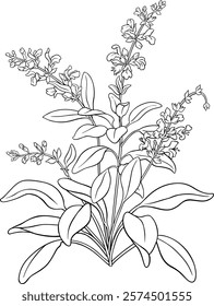 sage branch  vector isolated illustration